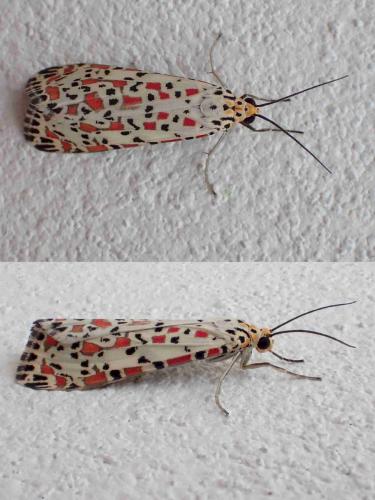 Utetheisa sp.